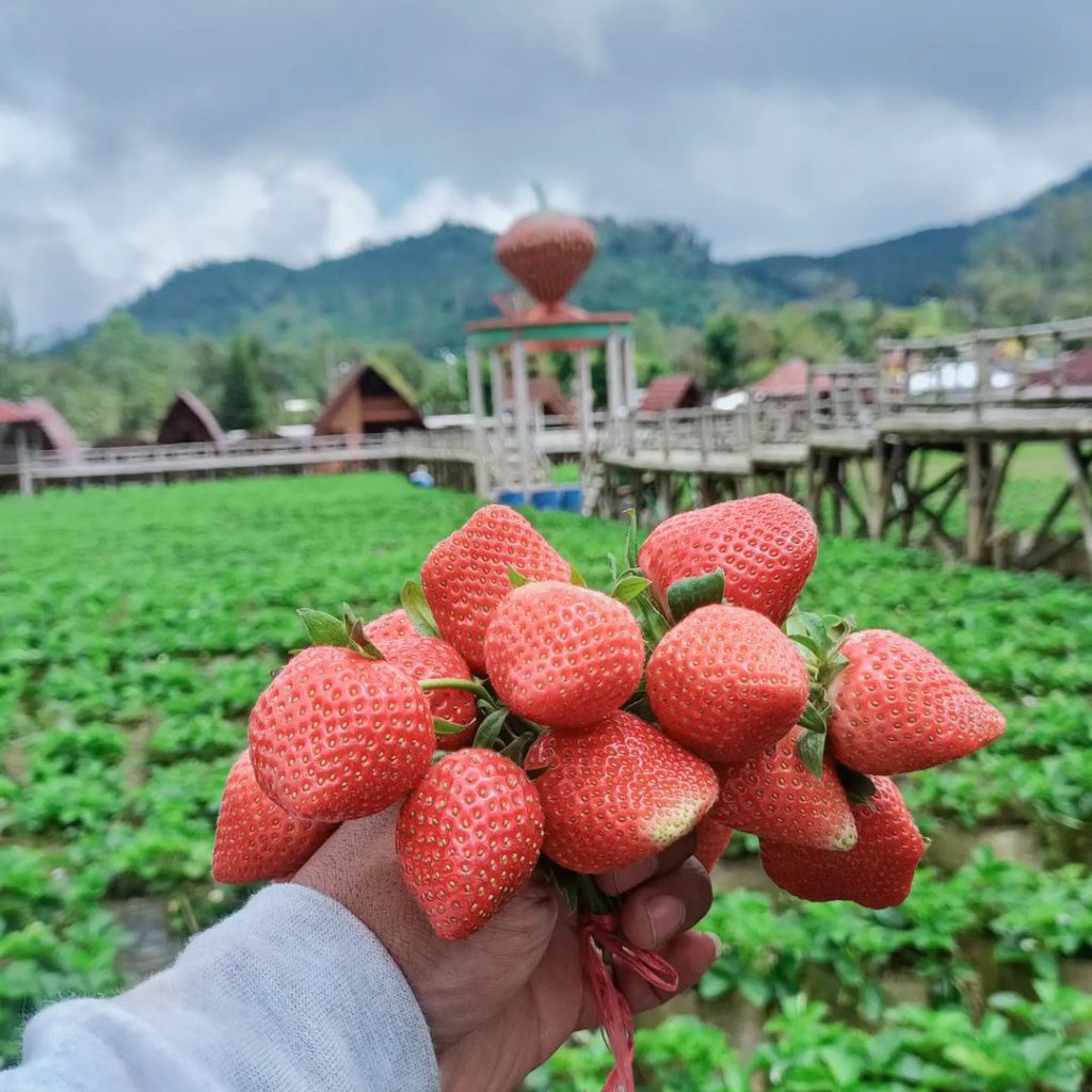 Rasakan Sejuknya Ciwidey di Vila Terbaik! Liburan September 2025 dengan Harga Terjangkau